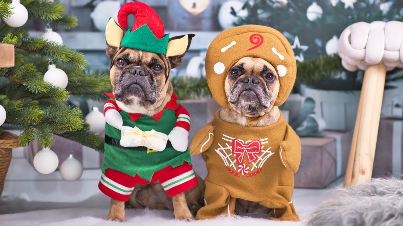 CHRISTMAS TIME🎄🎁 - funny animals 💜 lustige und süße Tiervideos