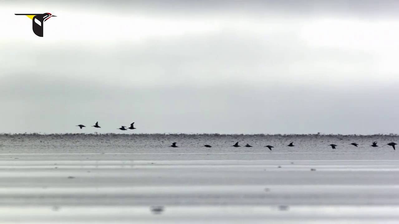 Migrating Hudsonian Godwits
