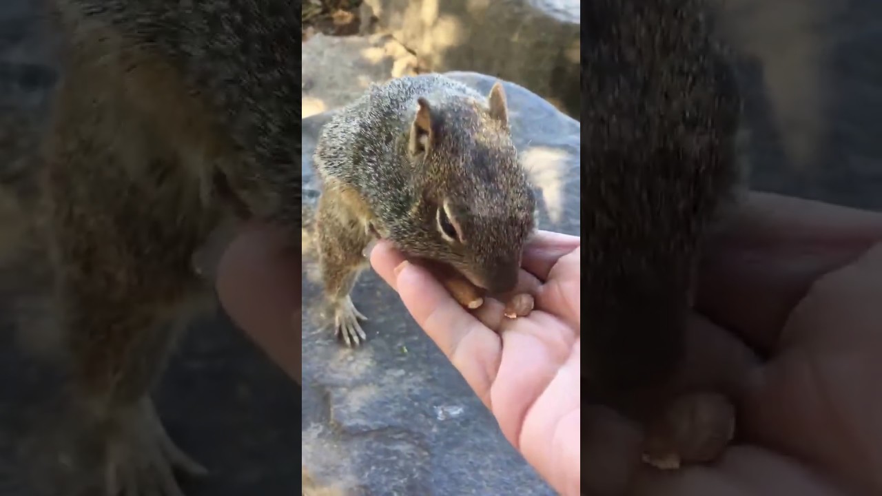 Helga the Squirrel Enjoying Some Almonds...