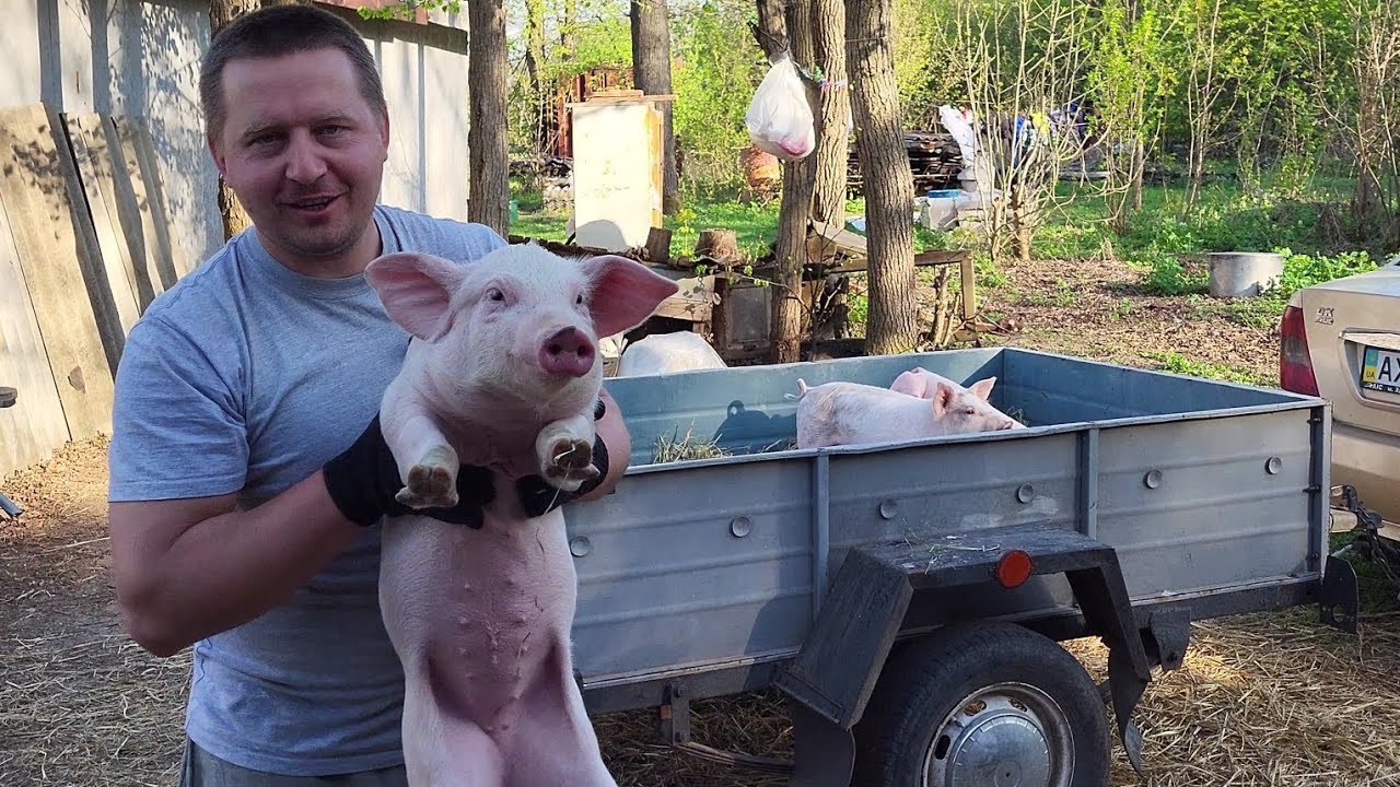 ‼️ Новая партия свиней 🐷 свиньи как Бизнес - Миллион на поросятах 💰💵