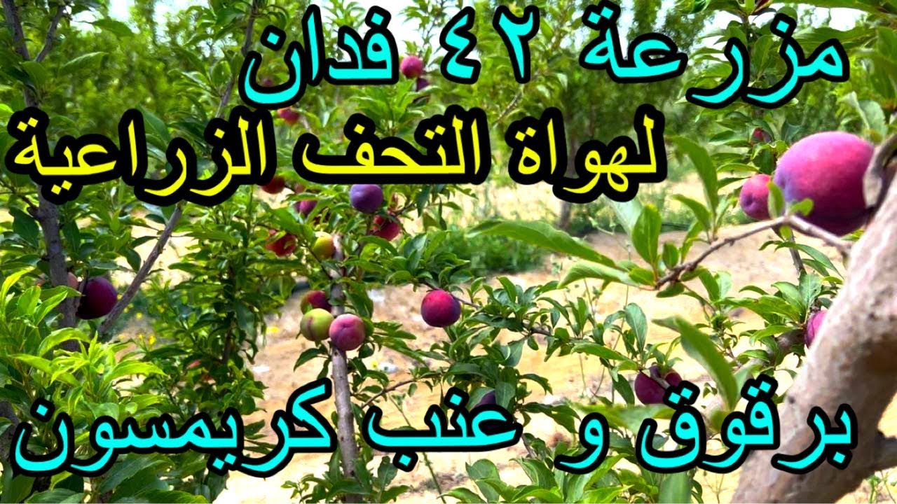 مزرعة جميلة واعدة 42 فدن فواكه لراغبي الاستثمار الزراعي في وادي النطرون طريق مصر اسكندرية الصحراوي