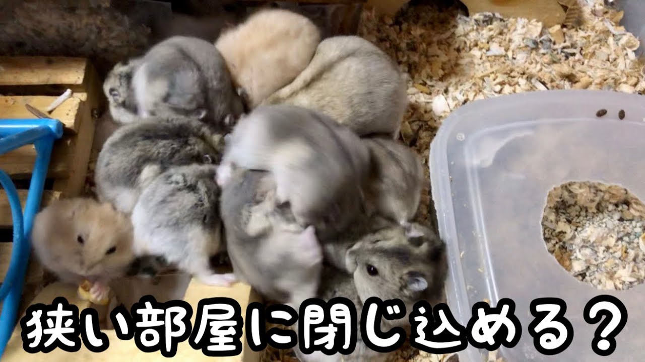 ハムスターの多頭飼いについて