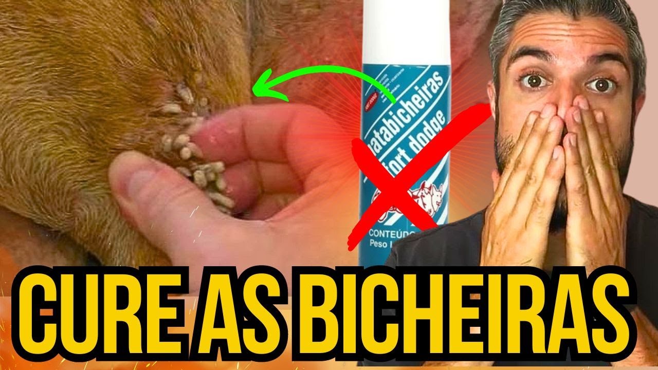 REMÉDIO P/ BICHEIRA DE CACHORRO COMO ELIMINAR BICHO DA MOSCA EM CÃES Com Larvas Sangrando e Coçando