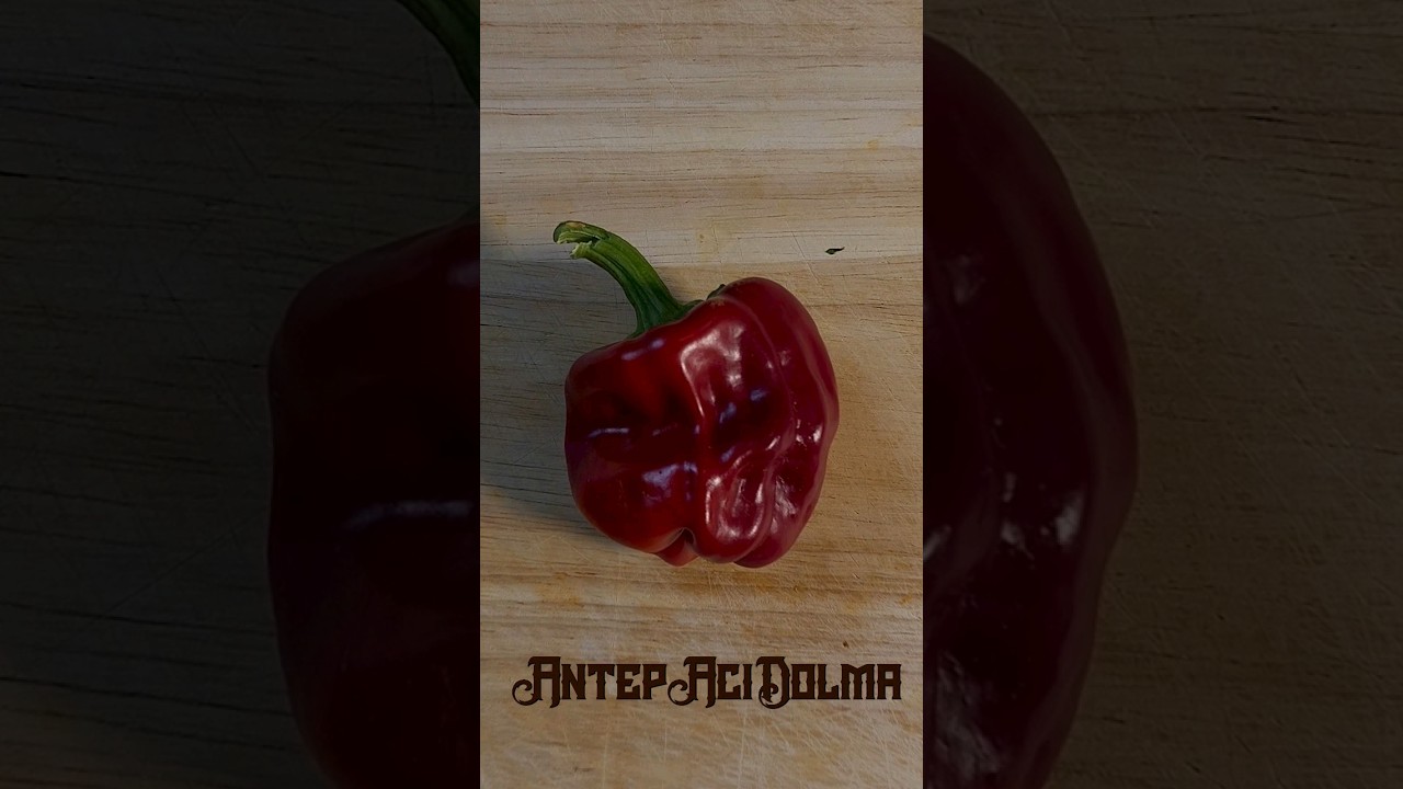 I'm Eating a Hot pepper for every letter of the alphabet - Letter A - Antep Aci Dolma #chili #pepper
