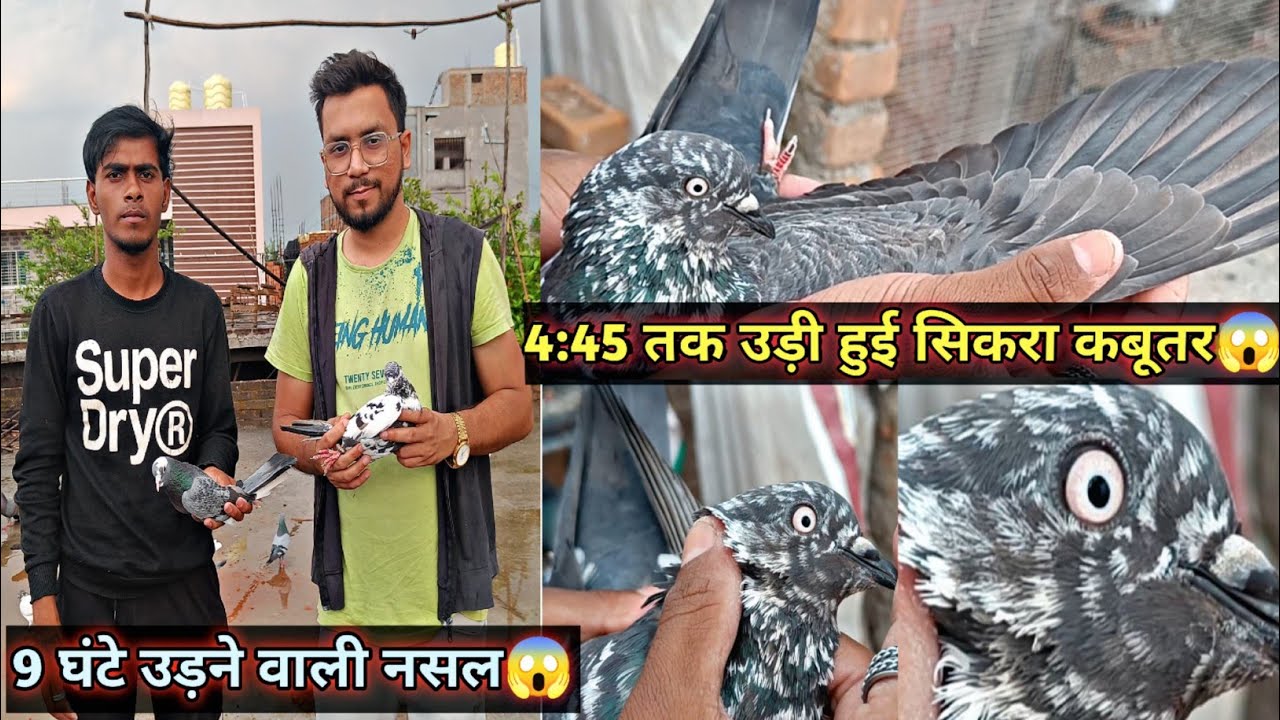 4:45 Baje Tak Udi Hue Sikri Kabootar😱 | High Flyer Pigeons | Aniruddha Alone