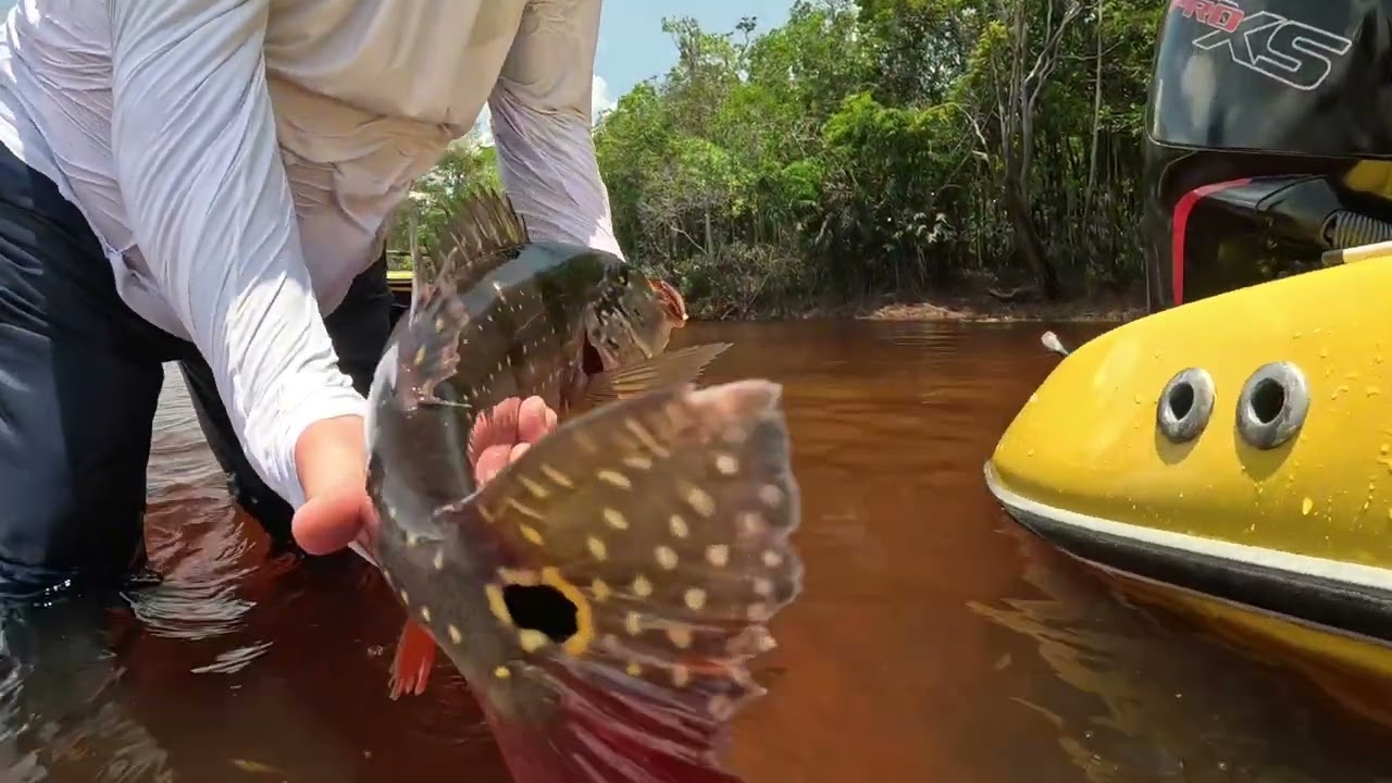 Fly Fishing Barcelos - Rio Arirarr&aacute; 2023 - Amazonxplor - Abduch Fly Shop