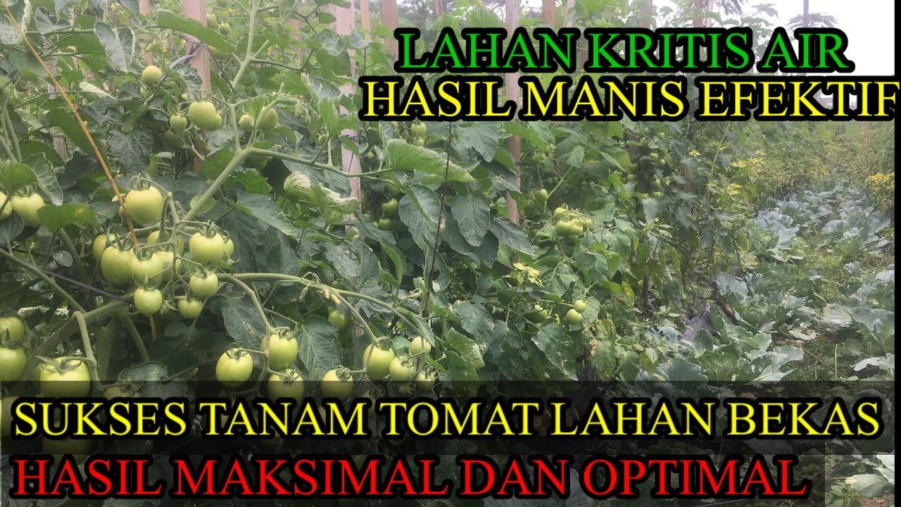 TUMPANG SARI DI MUSIM KEMARAU MEMANG MENGUNTUNGKAN PARA PETANI 🛑[ TANAMAN TOMAT
