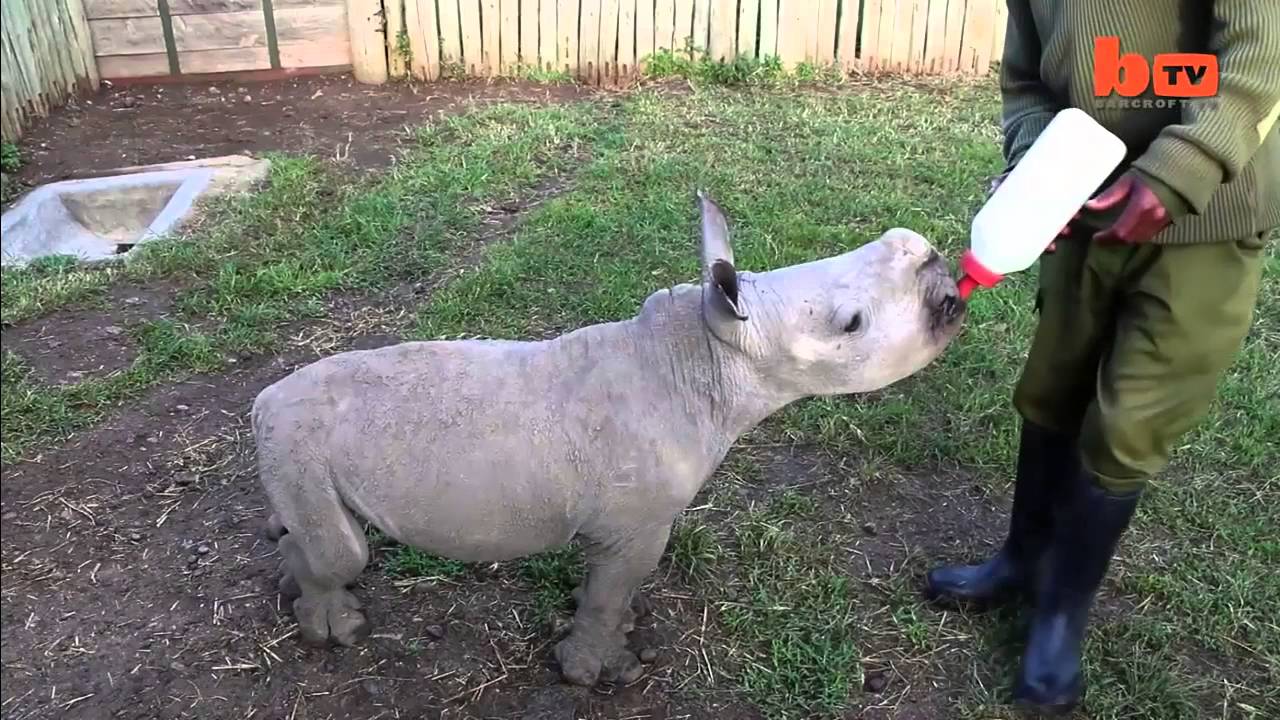 Ce bébé rhinocéros va vous faire fondre
