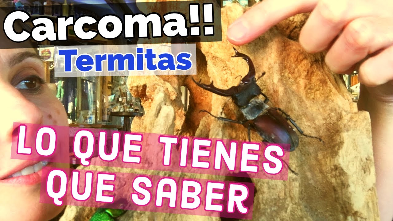 ✅ CARCOMA TERMITAS de la MADERA | TIPOS DE CARCOMA y TERMITAS
