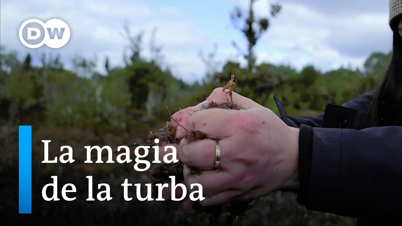 Sumideros de carbono en Chile