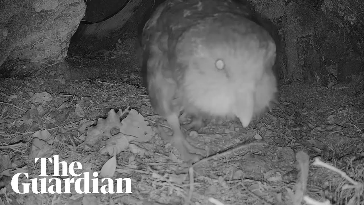 Kākāpō cam: in an underground nest, watch the world's fattest parrot caring for its young