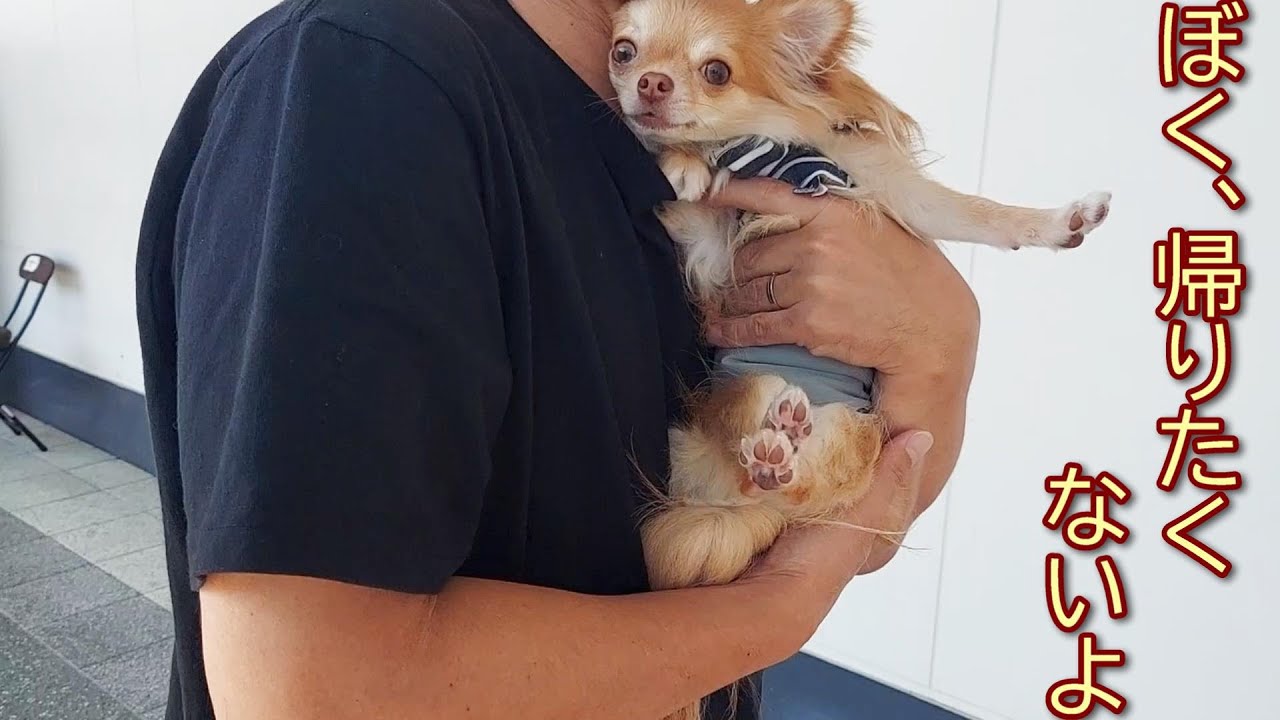 空港で最後の別れ、離れたくないと顔だけグッと胸に押し付けるチワワが愛くるしかった