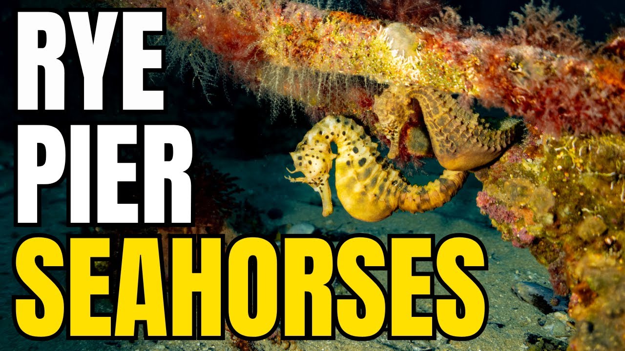 Дайвинг за морскими коньками в Австралии 🇦🇺