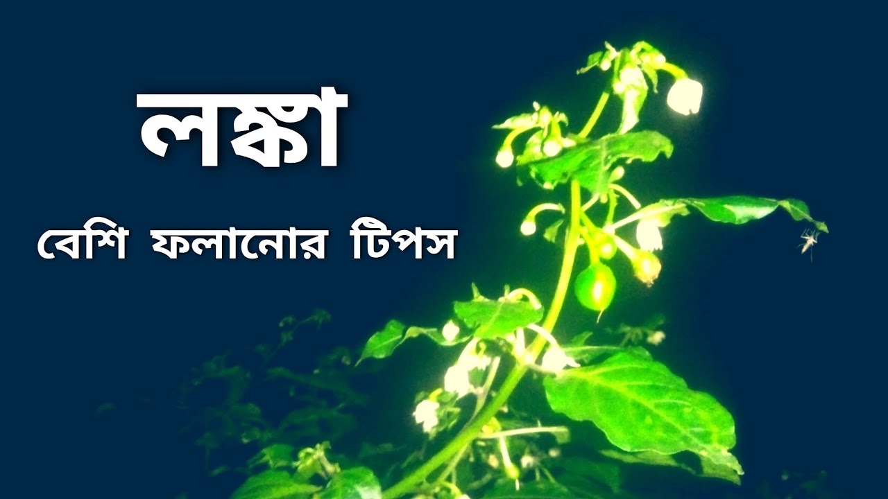 ছাদ বাগানে লঙ্কা গাছের পরিচর্যা/অধিক লঙ্কা ফলাতে কি সার ব্যাবহার করবেন ?