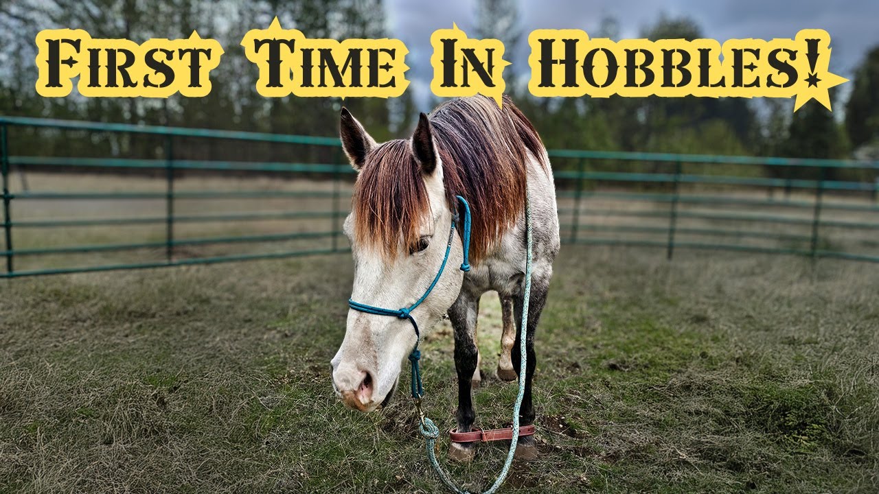 Hobble Training A Horse For The First Time!