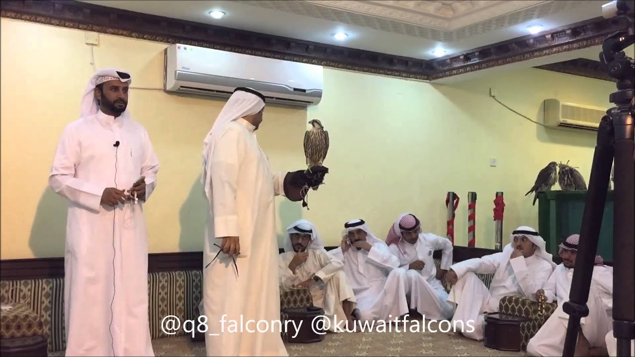 شيهانة فرخة وافيه طرح الحماد السعودية مركز هاشم الصليلي 18 الف دينار