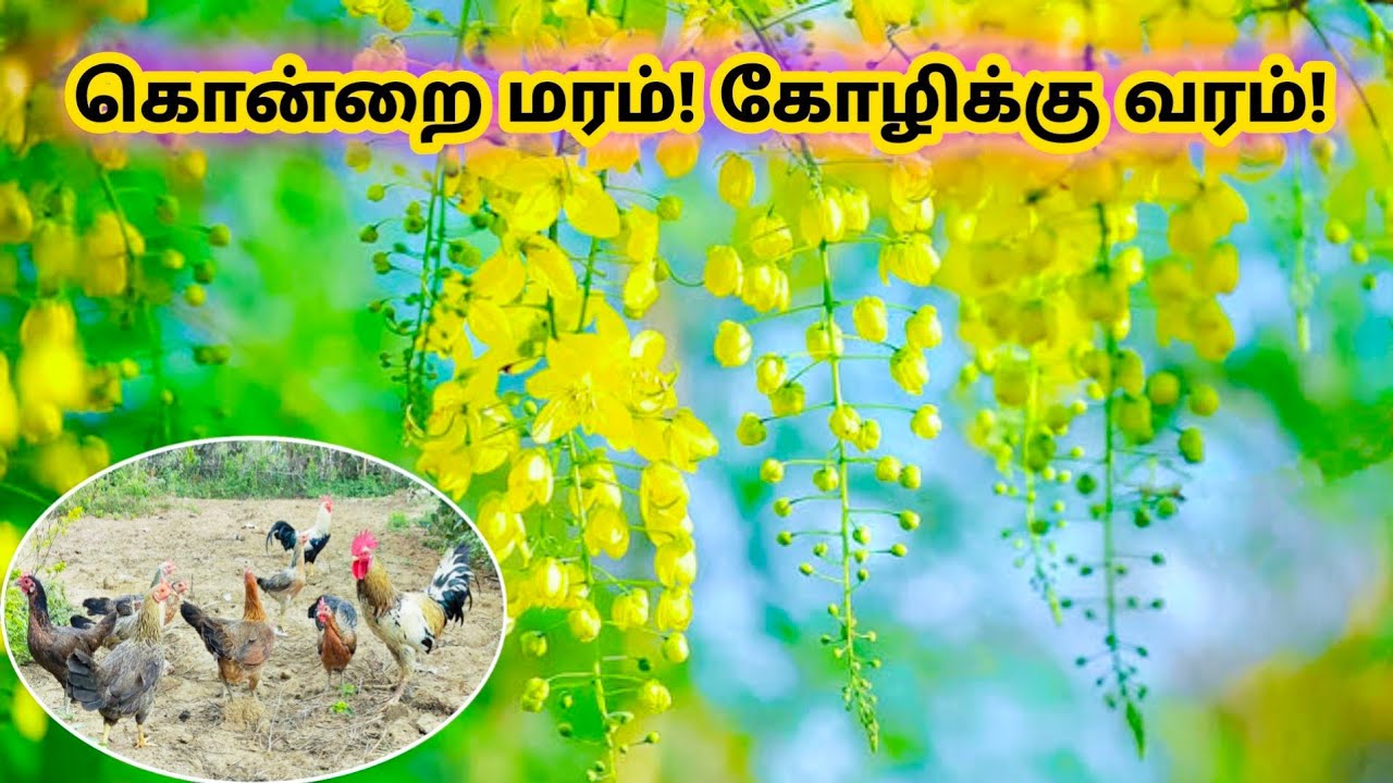 கொன்னை(கொன்றை) மரம் வளர்த்தால் கோழிக்கு என்ன பயன்? - கொன்றையின் சிறப்புகள்! _ cassia fistula