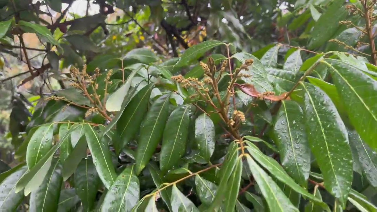 Hết hoa vải . chuyển ong đến vùng hoa nhãn. Thời tiết sấu khó khăn trồng chất khó khăn 