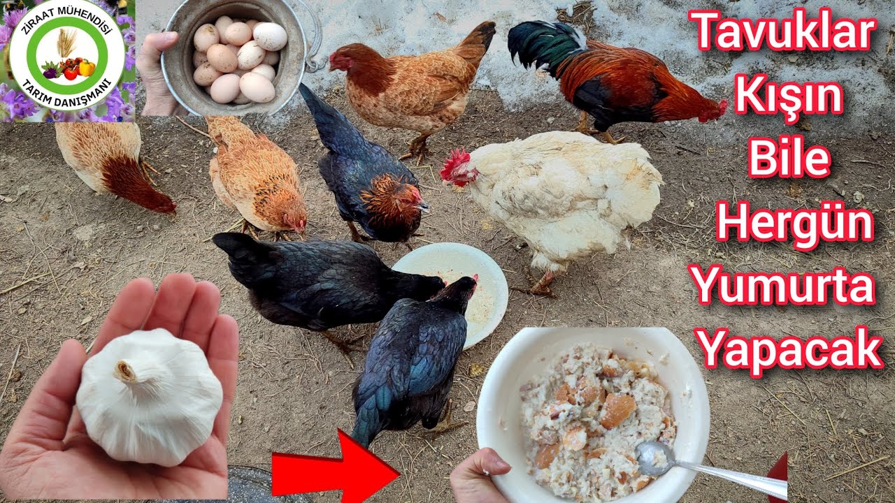 Tavuklara Sadece Sarımsak Ve Yoğurt Verin Tüm Hastalıklardan Kurtulsun Kışın Bile Yumurta Yapsın🐔