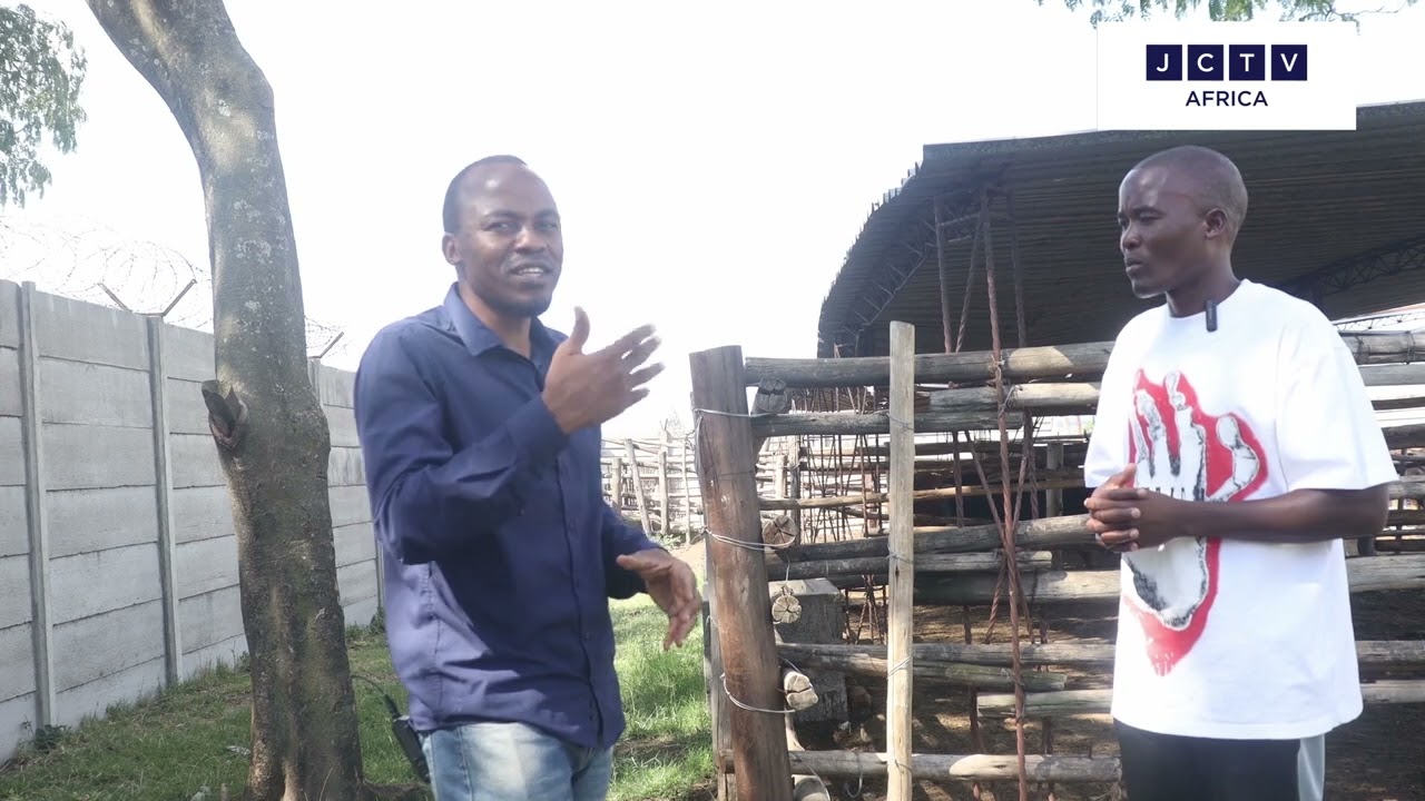 Unlocking the Hidden Potential: Benefits of Cattle Fattening in Zimbabwe