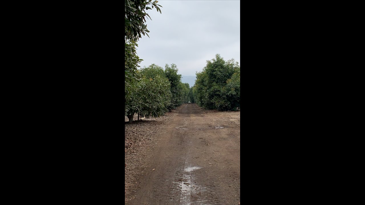 Meeting in the Grove II