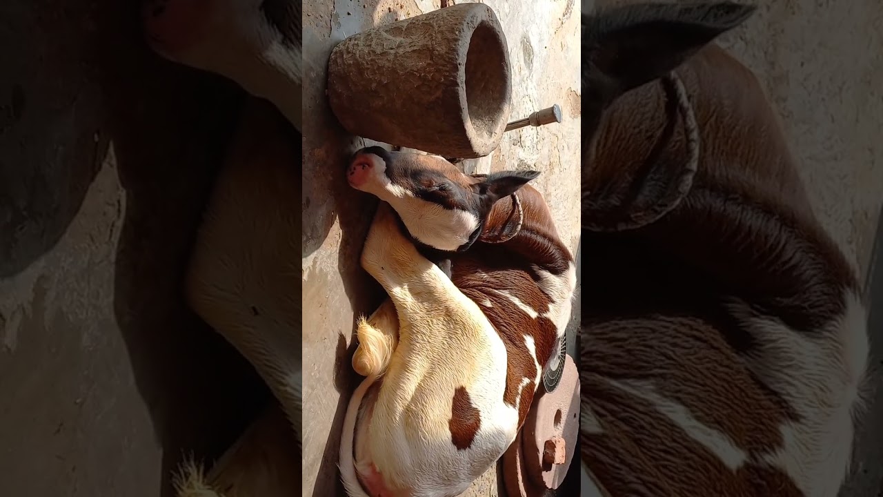 #newthink #cow #pdfapunjab #viralvideo #dfa #hfcowdairyfarm#40118denmarfemalcalf#viralshortvideo