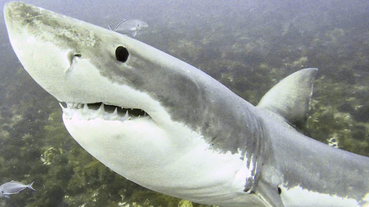 Diving with Great Whites, Neptune Islands SA