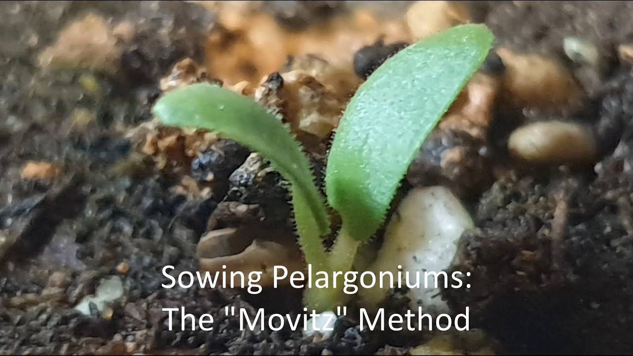 Sowing pelargoniums: The 