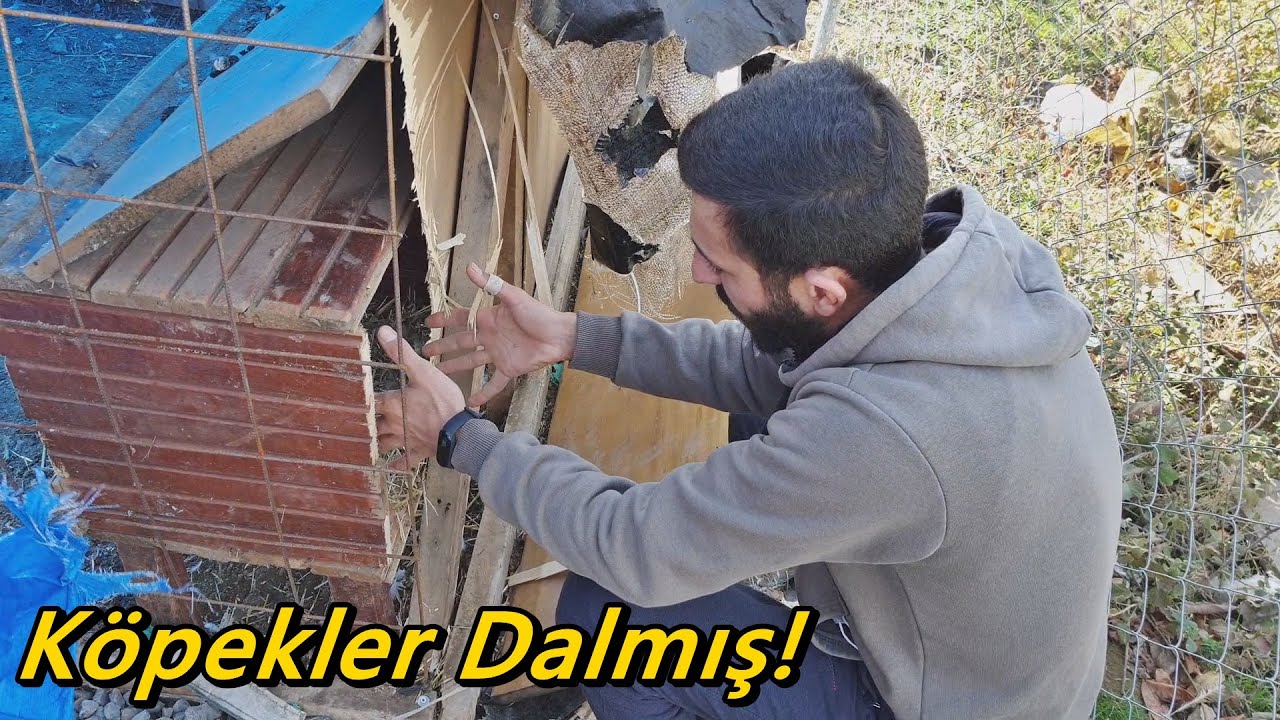 Köpekler Kümesi Parçalamış!-Kayıplarımız Var!#Tekirdağ#Süleymanpaşa#Tavuk#Kümes#Horoz
