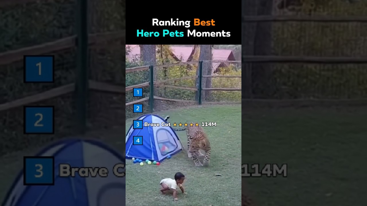 Ranking Best Hero Pets Moments TOP4