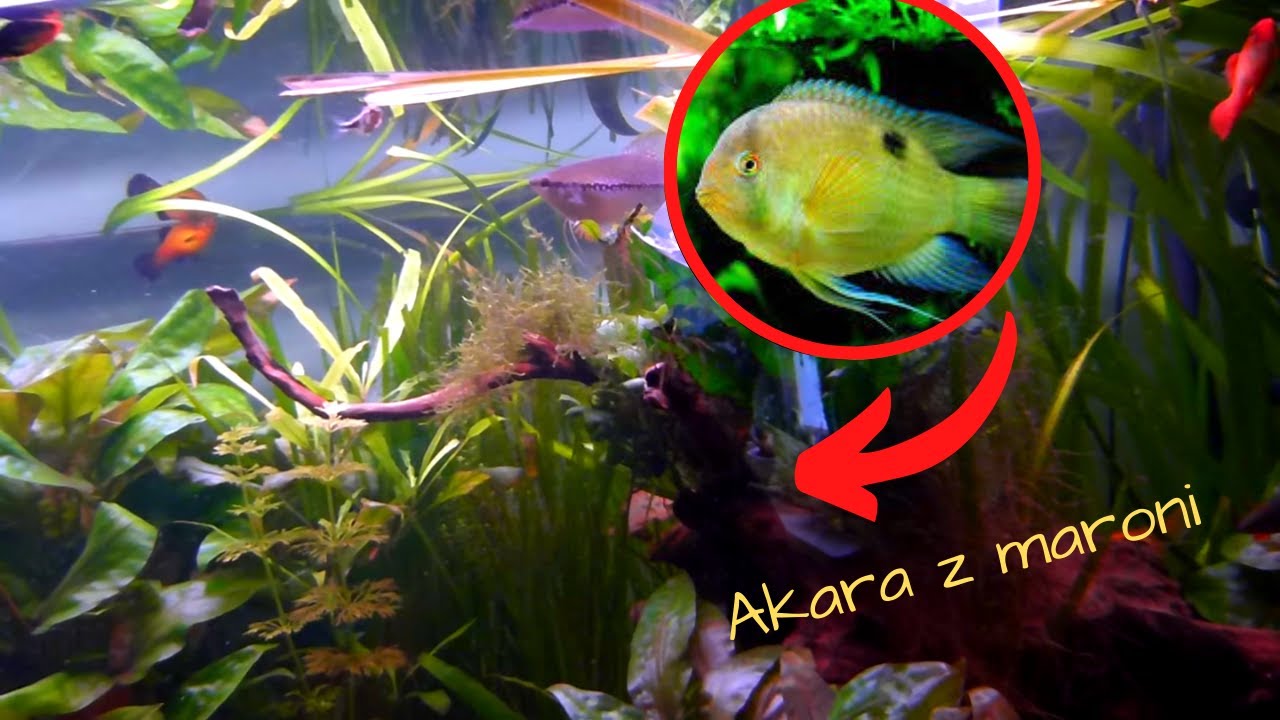 Akara z maroni (Cleatiacara maroni)