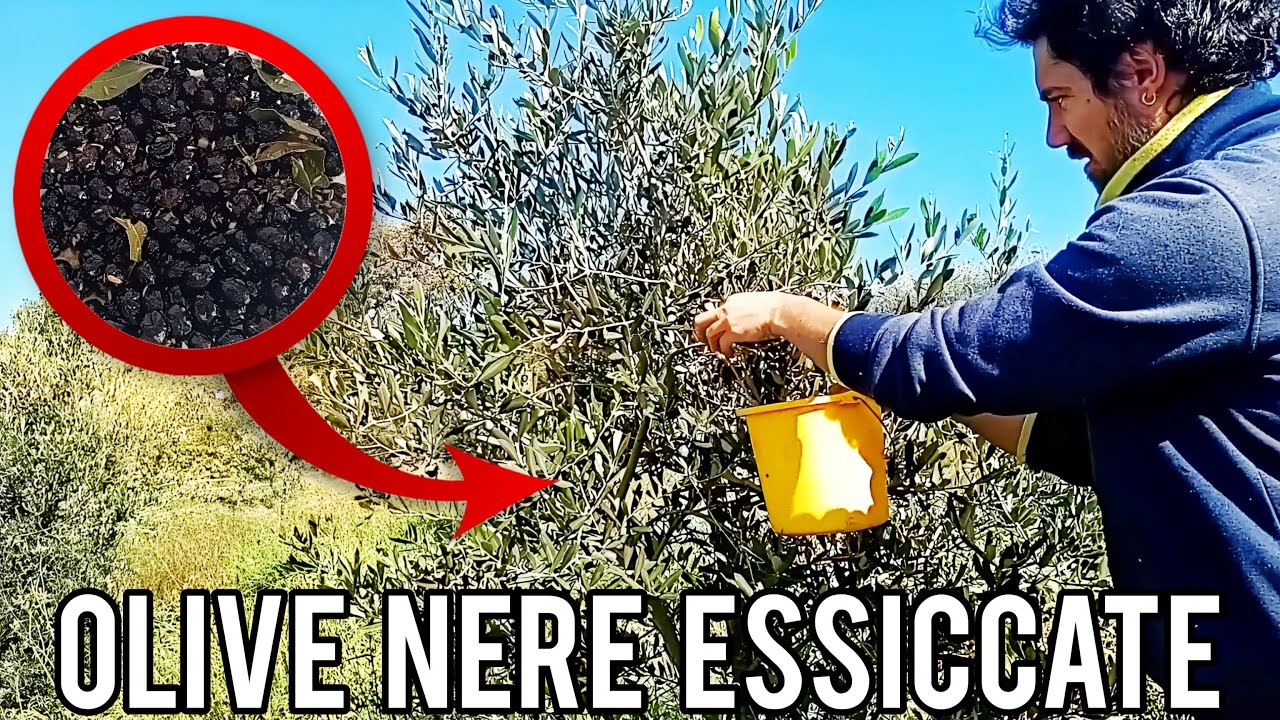 Olive Nere Secche: dalla pianta alla dispensa... passando per la cucina!