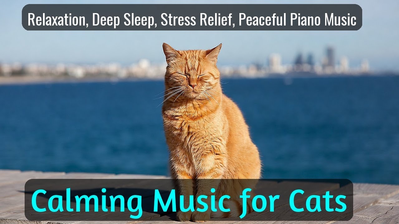 LIVE Adorable Sleeping Kitten for Calm Night 😴 | Season 27