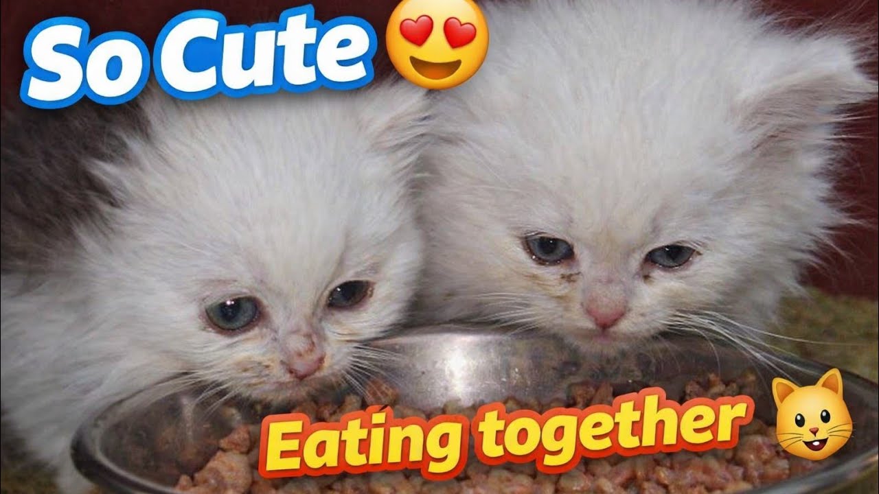 Which kitten is the cutest? 🐾 प्यारे बिल्ली के बच्चे