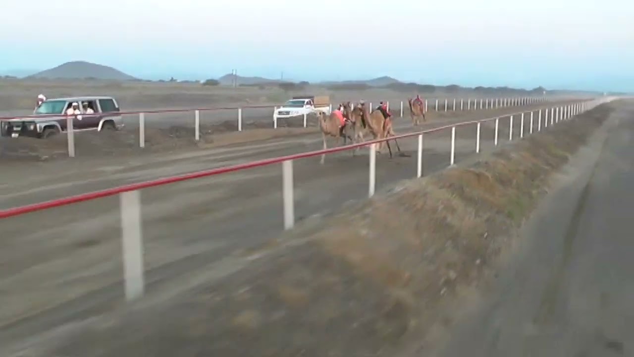 ميدان شناص 20-4-2024 ش1 (حربه) حمدون محمد حمدون الوشاحي 1.39.28 فطامين صعوب 1.2كم