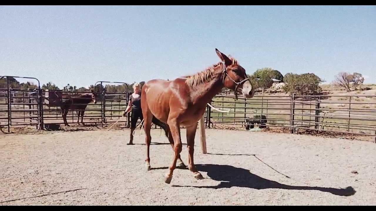Starting Jack a 4 year old mule