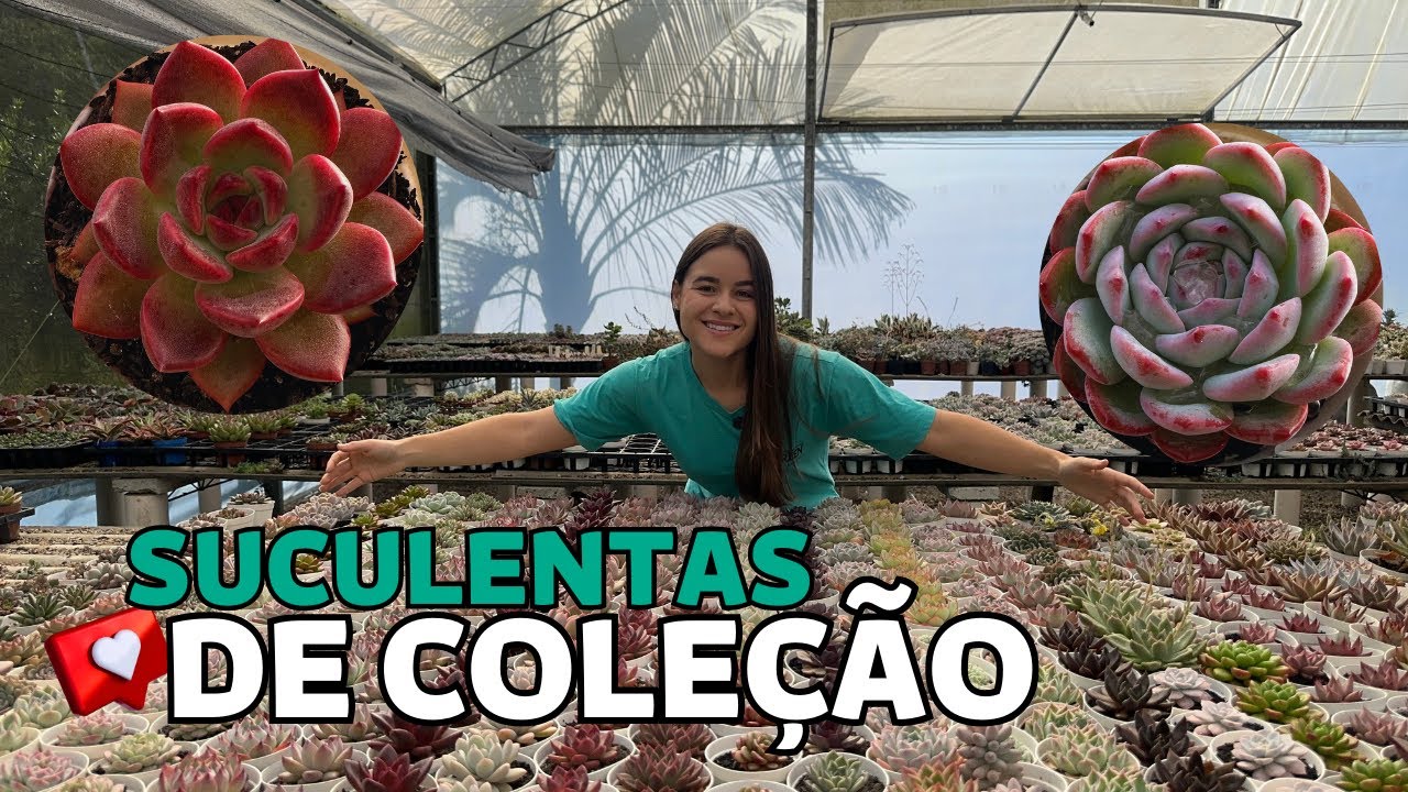 10 SUCULENTAS DE COLEÇÃO | Greenhouse Suculentas