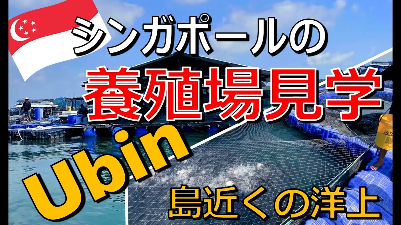 ウビン島の洋上 養殖場見学(1/2)『市場の魚の養殖現場』Fish Farm Tour on the sea near Pulau Ubin, Singapore シンガポール