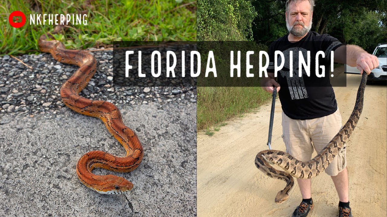 Snake Hunting in North Florida and South Georgia! Rattlesnakes, Corn Snakes, Cottonmouths, and More!