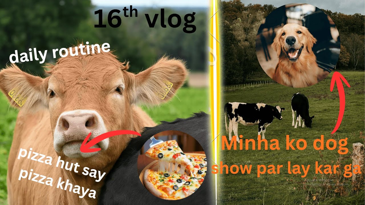 vlog 16 | minha ko dog show par lay kar gya | pizza hut say pizza khaya | daily routine at farm |