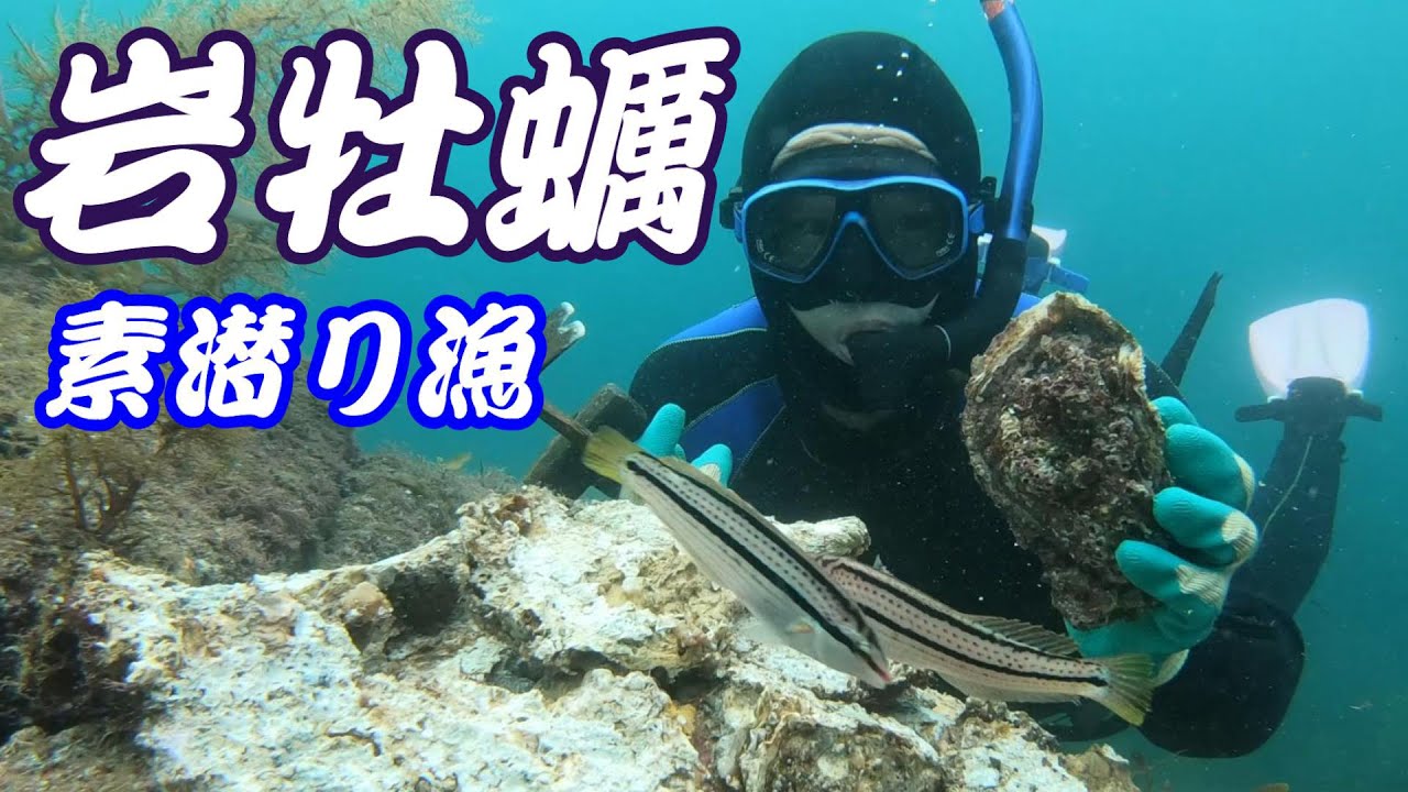 【京都 舞鶴】夏本番！これから美味くなってくる岩牡蠣を獲りに行ってきた！【素潜り漁師】