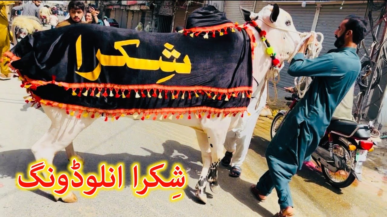 Shikraa Unloading + Torr Full Video - Home Qurbani Nafees Jewellers Tench Bhatta - Qurbani 2025 -