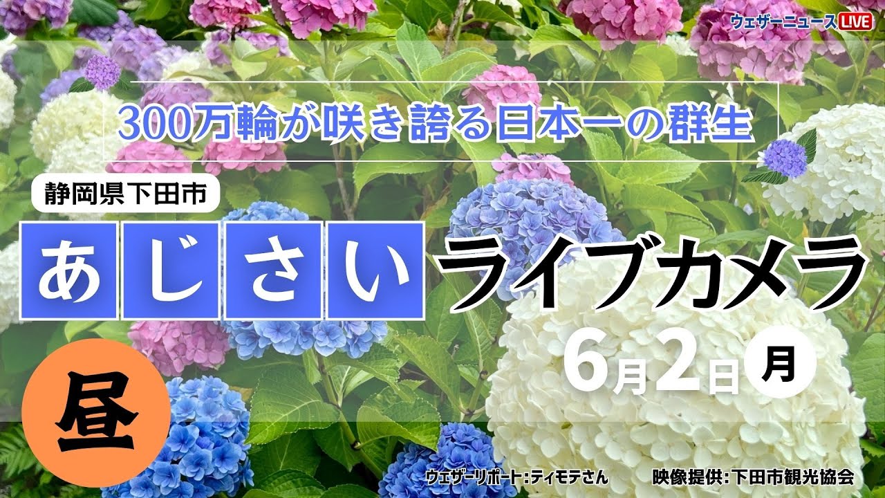 【LIVE】あじさいライブカメラ＠下田公園 ＜昼＞〜第54回伊豆下田温泉あじさい祭開催中〜 2025年6月2日(月) #あじさい #紫陽花