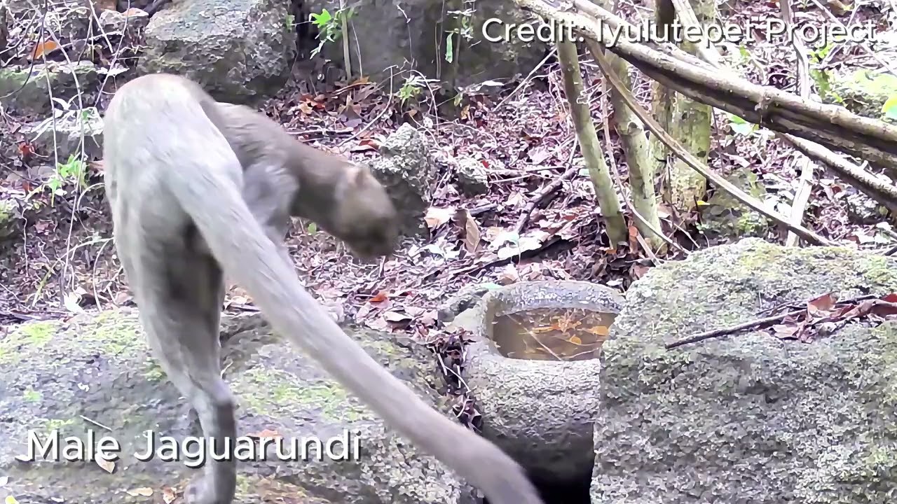 Jaguarundi in El Salvador!