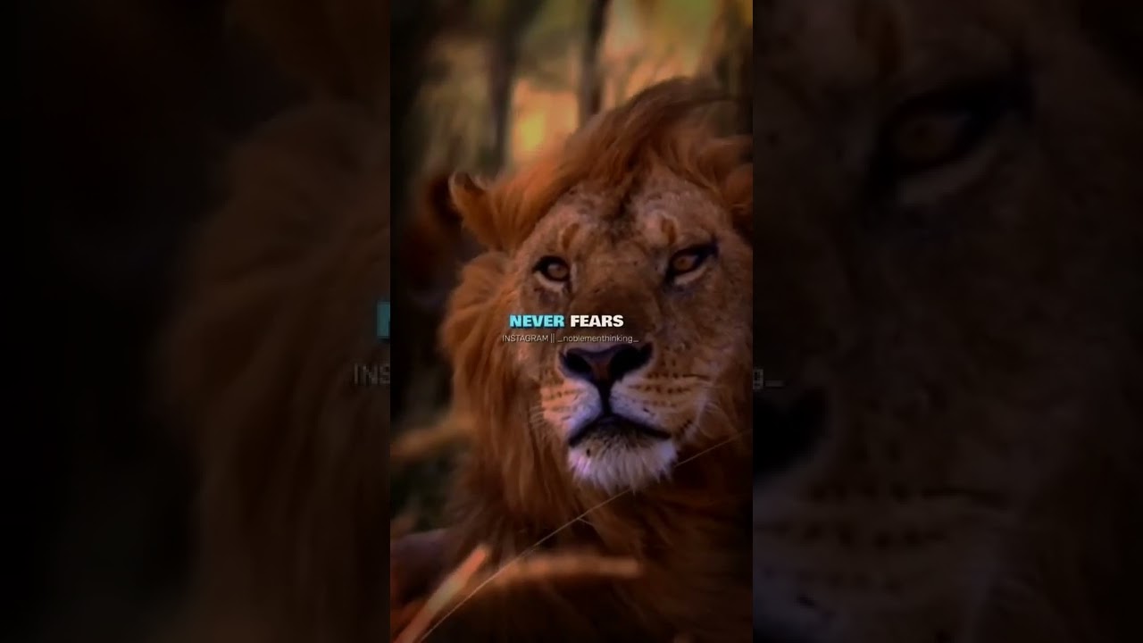 Lion . . .🏌️&zwj;♀️|| #attitude #motivation #whatsappstatus #respect #lion #shorts #fyp #viral #believe
