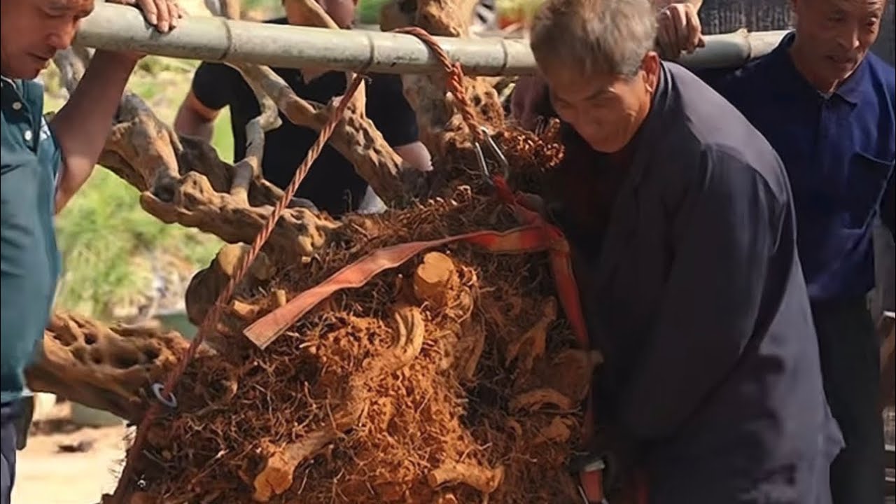 The result after one month of grafting flowers onto the trunk of a giant bonsai tree.