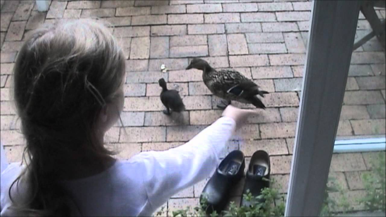 Andefamilie p&aring; bes&oslash;g.