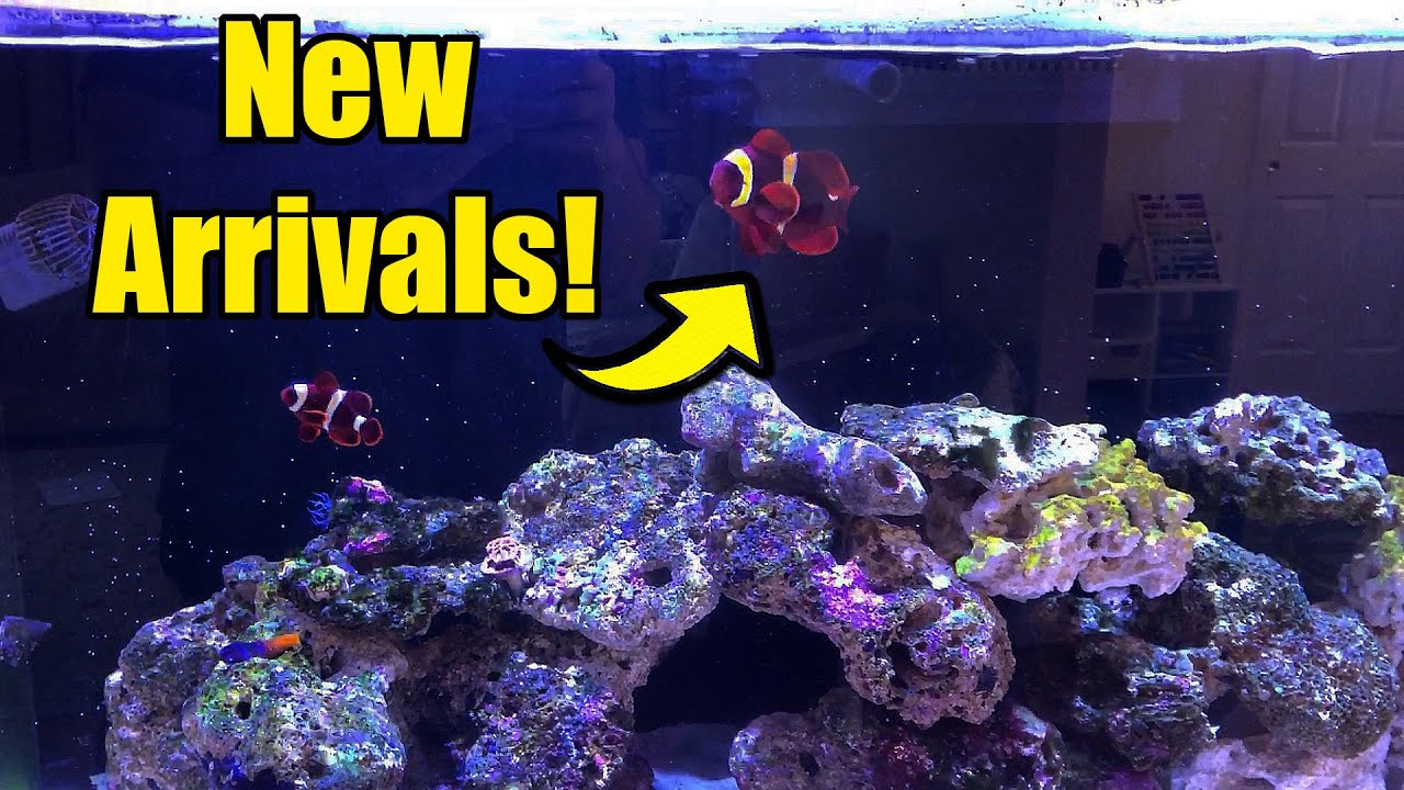 New Wavemaker + G/S Maroon Clownfish! - Reefer 350