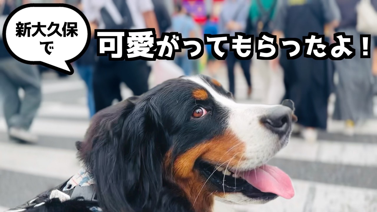 バーニーズと一緒に新大久保をお散歩🐾 たくさん撫でてもらったよ♪