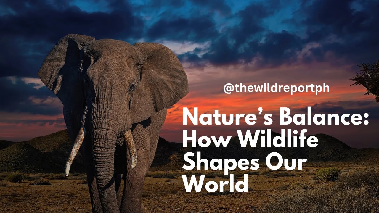 Nature&rsquo;s Balance: How Wildlife Shapes Our World